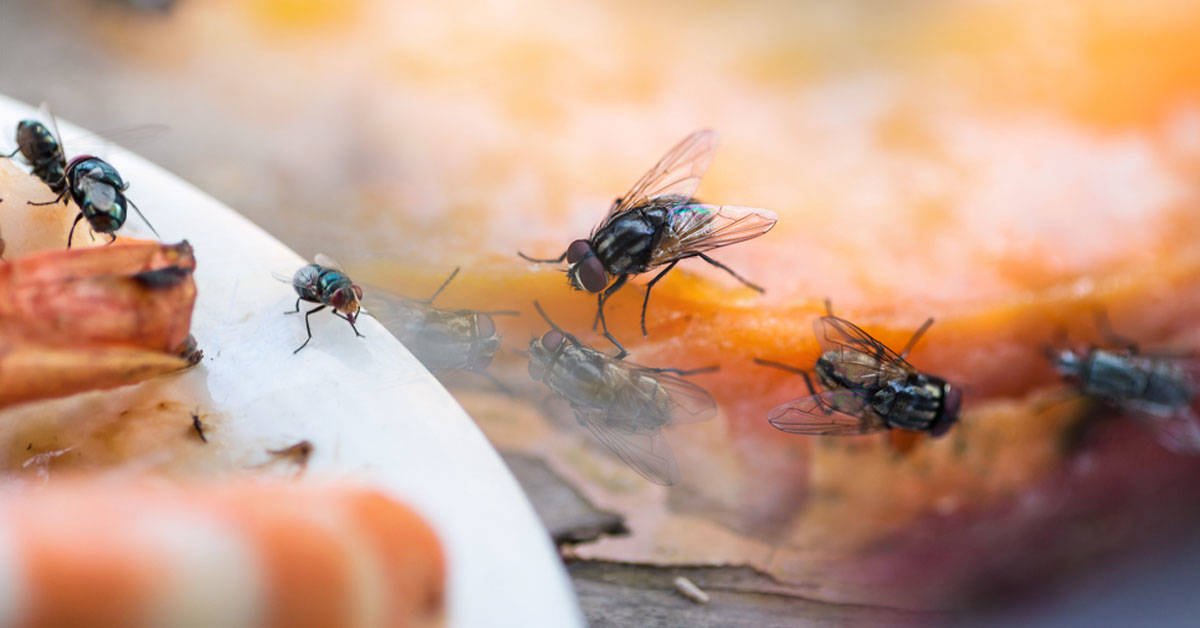 mosca en la comida